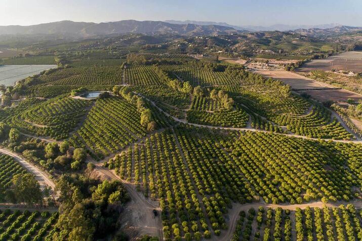 Somis-ca_optimized_100 Plant fields