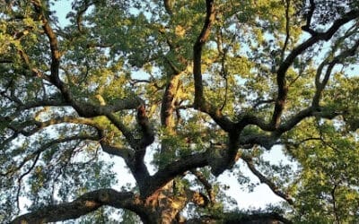 The Brutal Truth: Losing a 150-Year-Old Oak Tree and Your Home’s Value