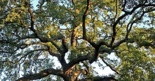 150-year-old oak tree